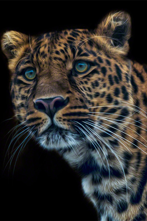 animals ponderation wolverxne envyave modernvision uploads