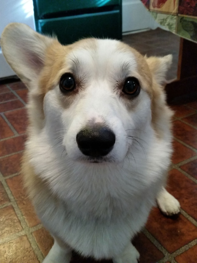 love ♥ corgis