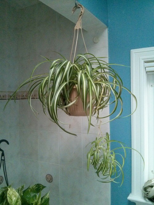April 2014 Took the smaller Spider plant babies