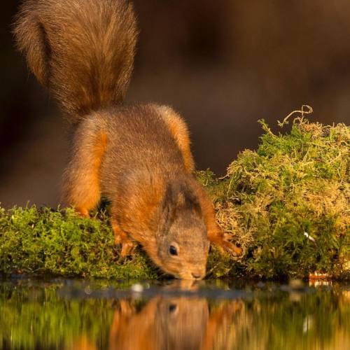 wildlife-nature-photo
