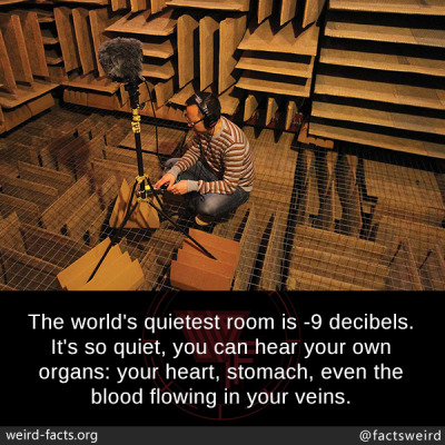 World S Quietest Room Tumblr