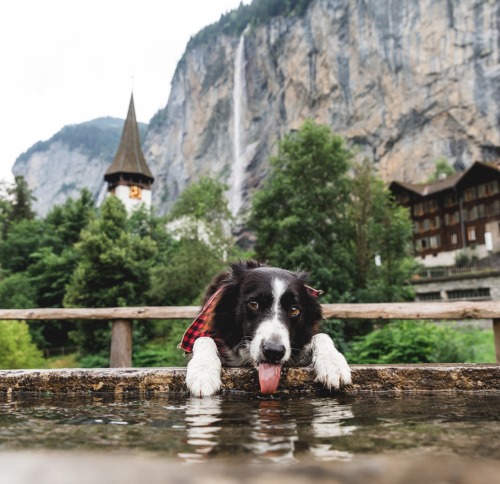 Momo drinks from European fountains: a study in four parts.