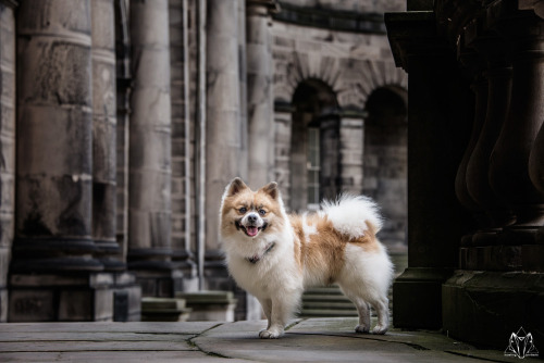 howlingportraits
