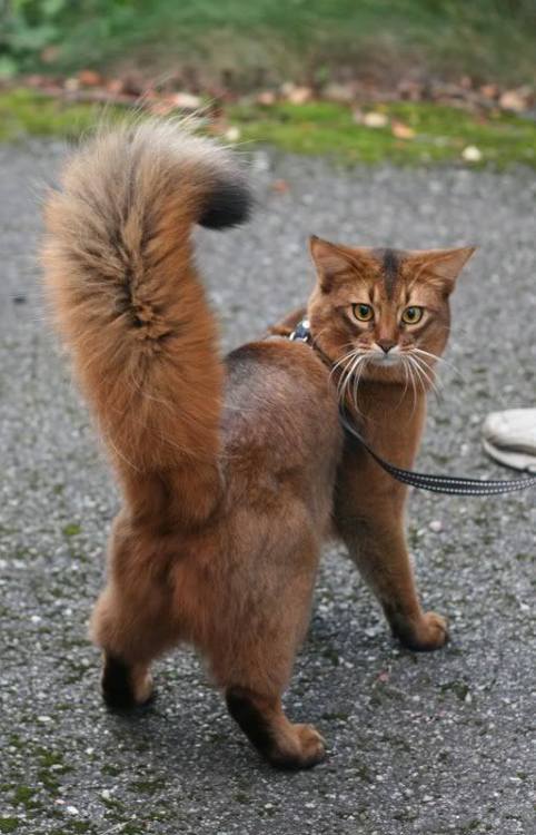 Somali cat