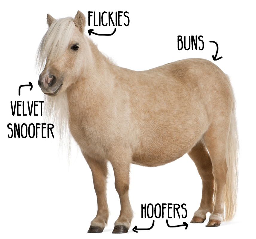 buzzfeed bff \u2022 very scientific pony diagram Welsh Pony Diagram