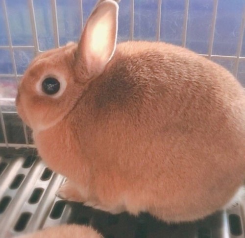 teathattast:bun