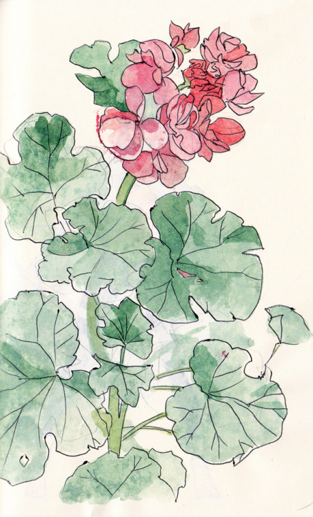 okhadraws:Flower studies from my sketchbook (◡‿◡✿)