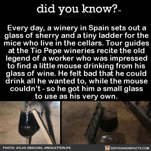 every-day-a-winery-in-spain-sets-out-a-glass-of