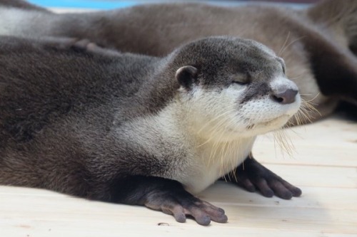 artdad:maggielovesotters:Otter just can’t stay up any...