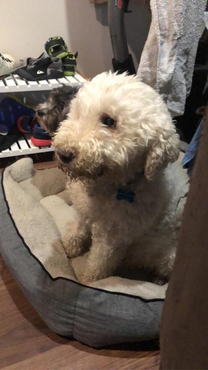 totallydoglife