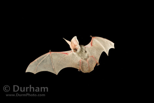 ainawgsd:Spotted BatsThe spotted bat (Euderma maculatum) can...