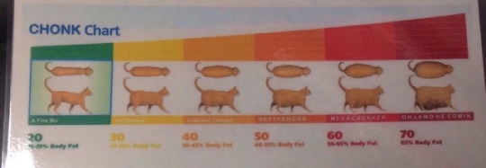 Chonk Chart For Cats