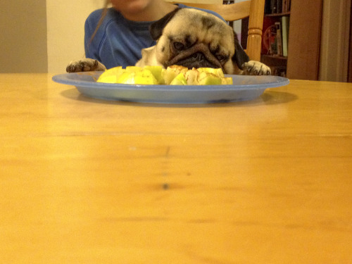 chubsadventurepug