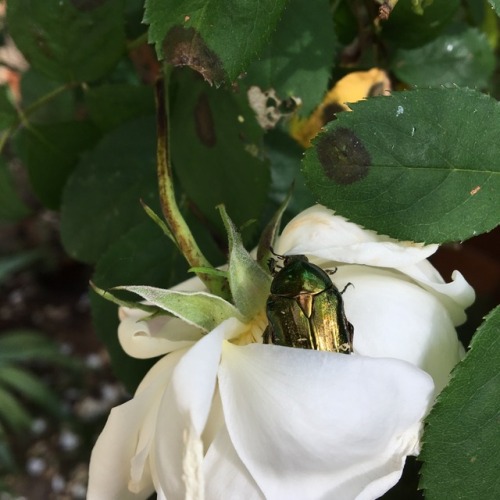 witchymaddie:look who i found in my roses ! ☺️