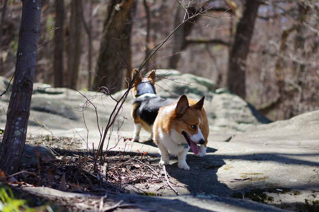 hiking with corgi