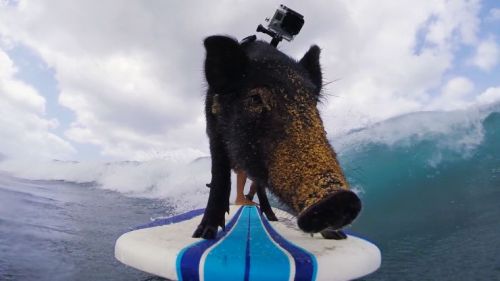 Kama the pig came into the lives of Kai Holt and his family...