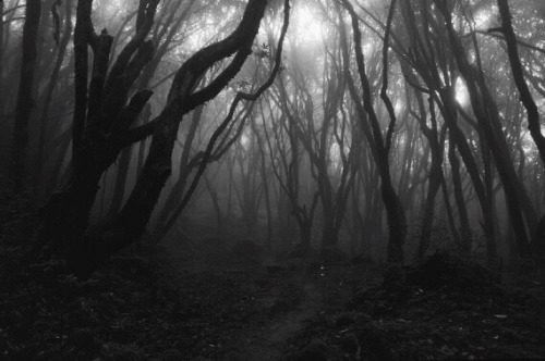 dark forest on Tumblr