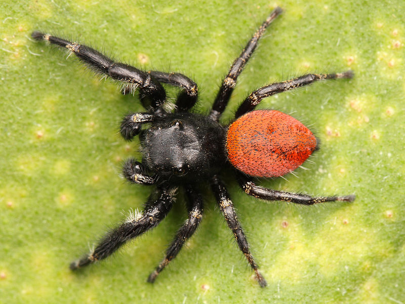 red ground spider