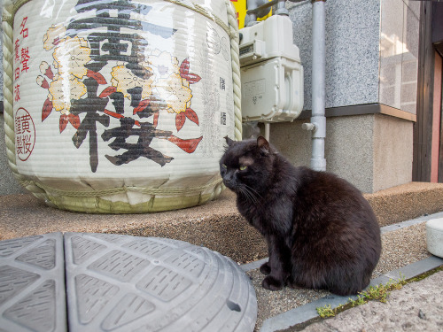 totorohblog