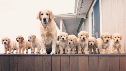 dog puppies