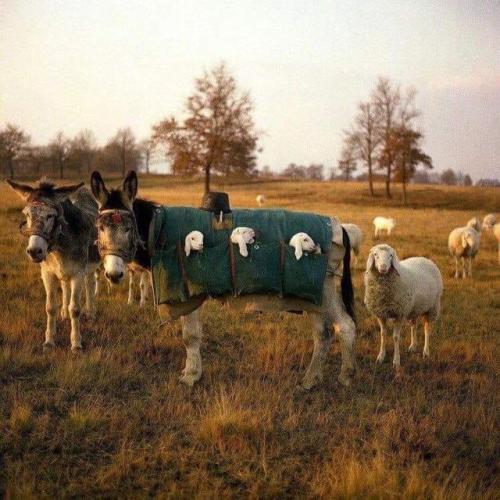 dawwwwfactory:Mule nannies are used in Italy when grazing...