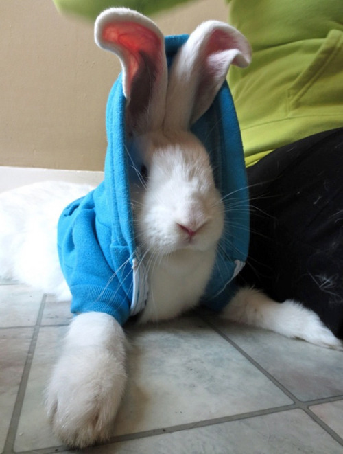 tastefullyoffensive:Animals Wearing HoodiesPreviously: Animals...