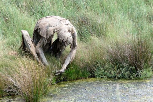 excited-dad:thefabulousweirdtrotters:Homo Algus, Marais de...