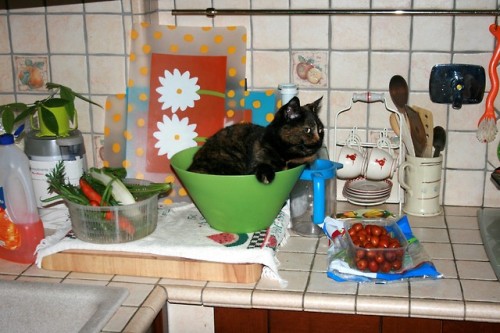 My cat Nina wants to help me cooking today :P