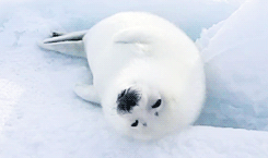 tumblr_n62rett1Si1rbluu0o3_250.gif