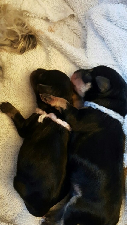 Brother puppy hugging his little sister.