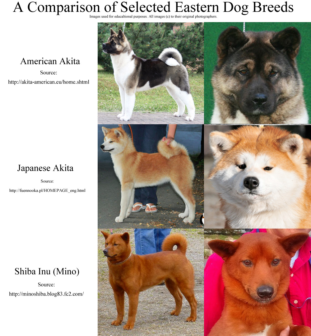 The Lazy Pet Owner Here S A Single Large Image For Sharing So