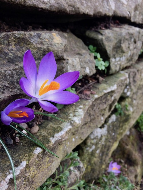 photosbystuzy:Crocus | Stuzy, February 2019