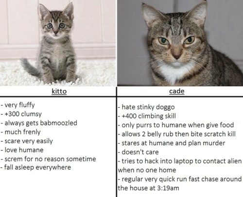 melonmemes:small cat vs big ol’ cade