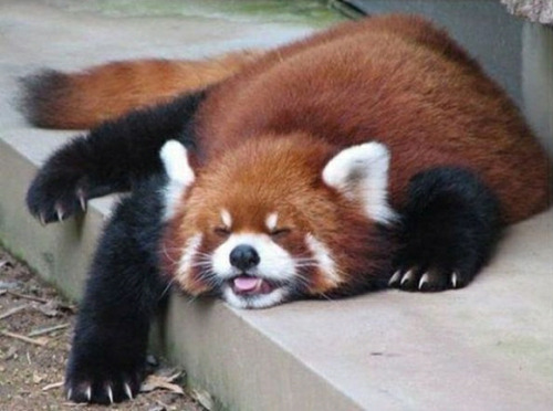 daily-blep:Red pandas are blep kings!