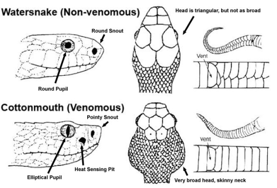 Debunking Common Methods of Identifying Venomous Snakes in the U.S ...