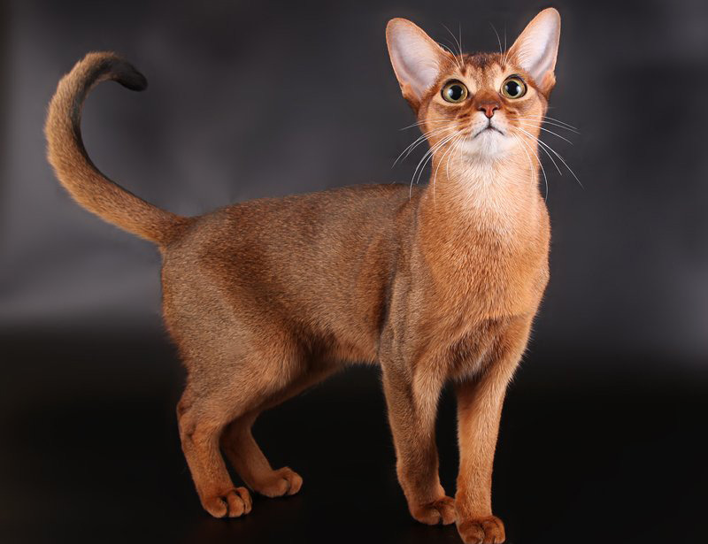 Astrology — Signs as cat breeds