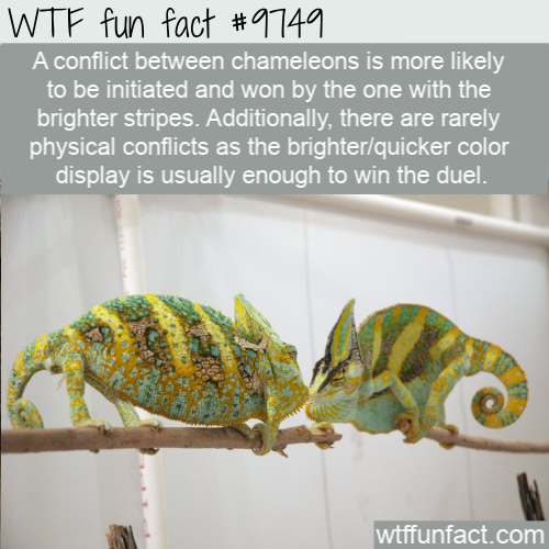 Amazing Random Fact: A conflict between chameleons is more likely to be initiated and won by the one with the brighter stripes. Additionally, there are rarely physical conflicts as the brighter/quicker color display is usually enough to win the duel.