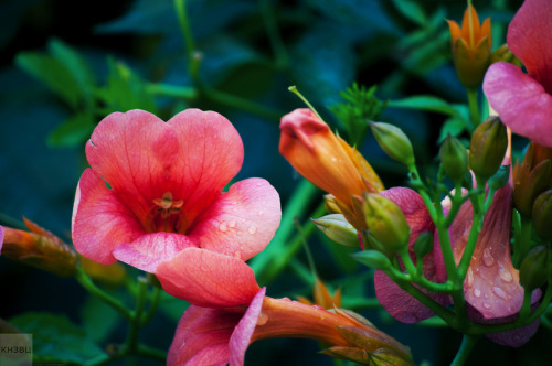 Flowers in Vrsar, Croatia