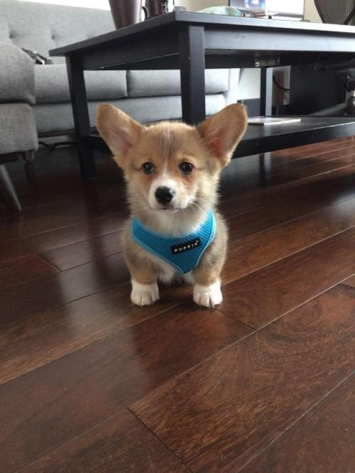 corgikistan:When your ears are as big as your body (and your...