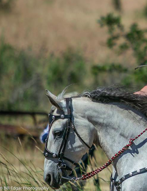 Columbia II Lipizzaner, Mare