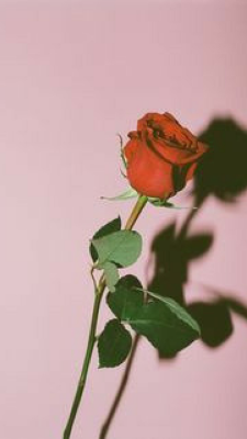 100 Wallpaper Aesthetic Cherry Terbaik 100 Wallpaper Aesthetic Cherry Terbaik