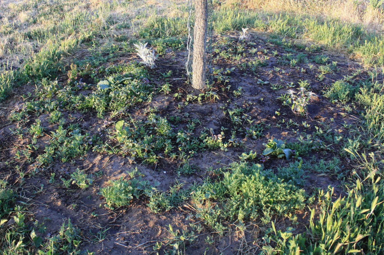 photograph of a garden centered around a tree trunk, consisting of many green sprouts and small plants