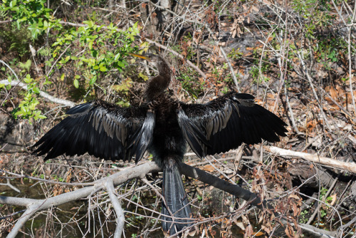 Anhinga at Largo Central Nature Preserve.