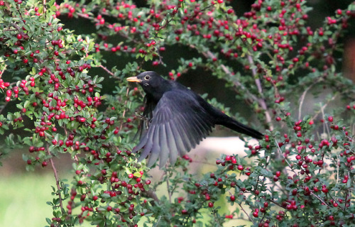 michaelnordeman:Blackbird/koltrast.