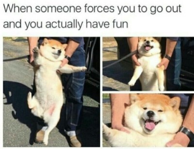 Shiba Inu Dog Meme Tumblr