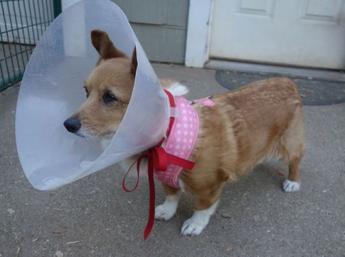 pacificpikachu:My beloved corgi Honey needs help!Her eye...