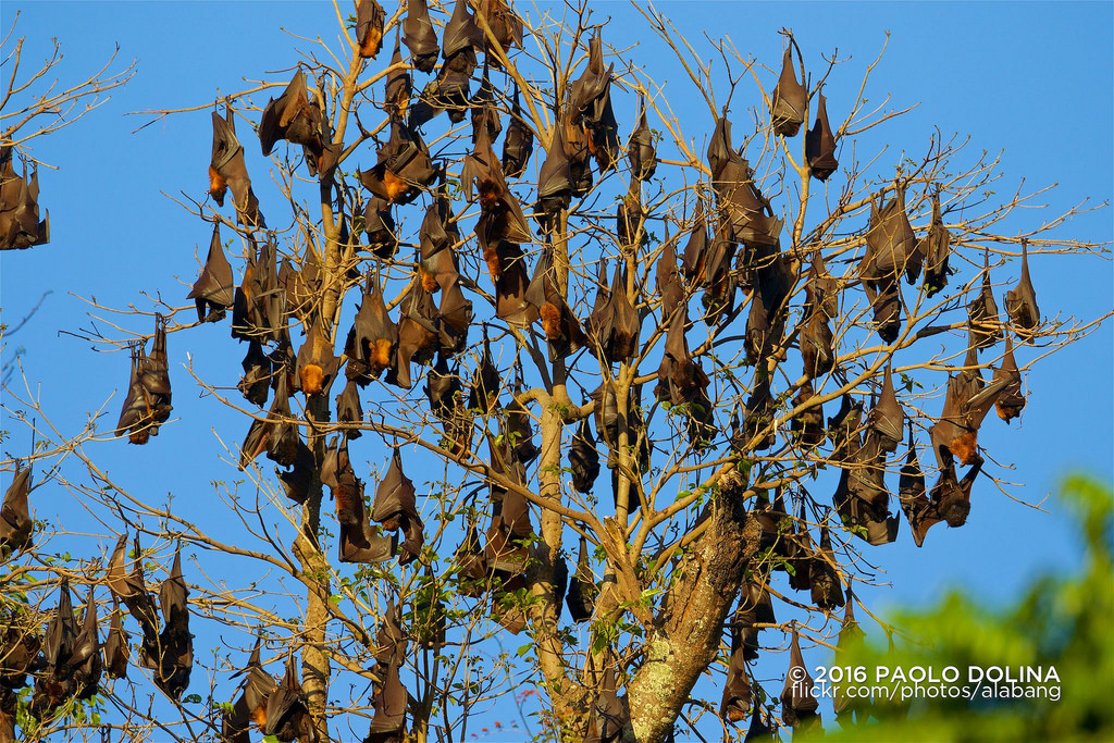 Don't Get Bit — The giant golden-crowned flying fox (Acerodon...