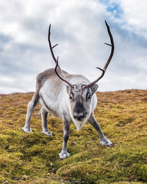 reindeer on Tumblr