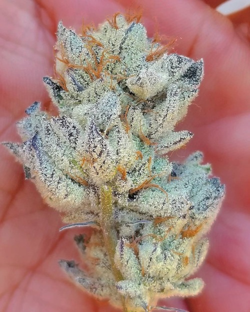 highlife420pothead:Doesn’t get much frostier than this.