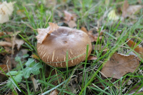 anskupics:Lawn mushroom